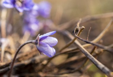 Lonely blue hepatica flower blooming in bright sunny spring morning.