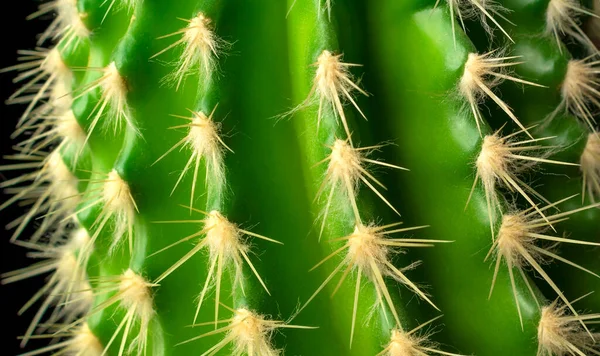 Primer Plano Flor Cactus Espinoso Esponjoso Verde — Foto de Stock