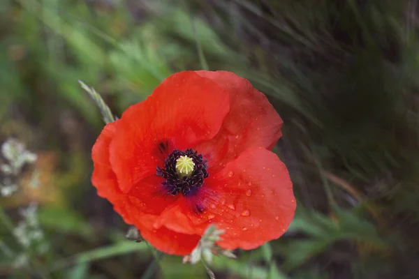 Ensam Röd Vallmo Blomma Fältet Blåsig Sommardag — Stockfoto