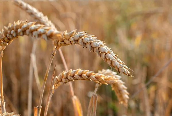 Güneşli Bir Günde Tarlada Yetişen Olgun Altın Rengi Buğdaylar — Stok fotoğraf