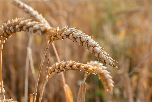 Rijp Gouden Kleur Tarwekorrels Groeien Het Veld Brute Zonnige Dag — Stockfoto