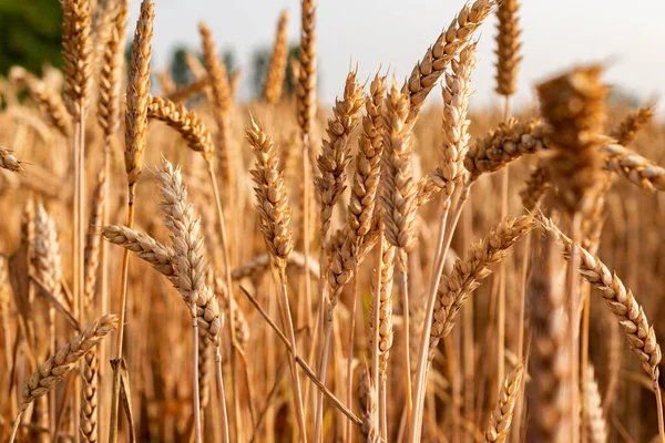 Rijp Gouden Kleur Tarwekorrels Groeien Het Veld Brute Zonnige Dag — Stockfoto