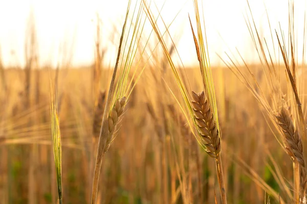 Gerstenanbau Auf Dem Feld Sonnigen Tagen — Stockfoto