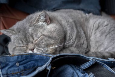 İngiliz kısa boylu kedisi elbiselerin üzerinde uyuyor..
