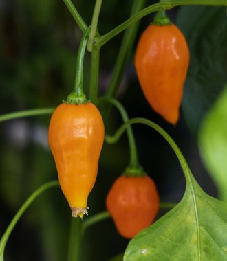 Bahçede yetişen olgun turuncu Jamy biberi..