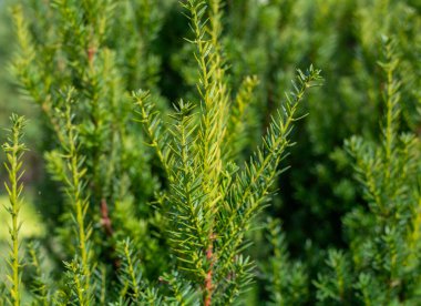 Yeşillik ardıç ağacı yeşil çalılar çerçeveyi canlı yeşil iğneler ve odunsu kökler ile doldurur, doğal bir bahçe sahnesi yakalar..