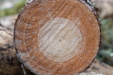 Yeni kesilmiş bir ağaç gövdesi kesitinin yakın çekiminde eşmerkezli büyüme halkaları, ahşap tanecikleri ve talaş dokusu, yaş, ormancılık, kereste, doğa ve çevre çalışmalarını ortaya çıkarıyor..