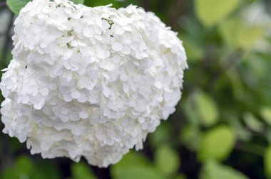 Yumuşak odaklı yeşil bahçe arka planına karşı açan büyük beyaz bir ortancanın yakın çekimi, çiçek, bahçe ve doğa projeleri için hassas taç yaprakları, doğal doku ve yaz ışığı yakalıyor.