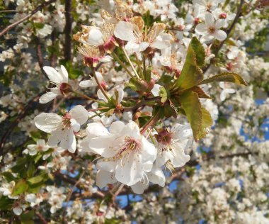 Bahar beyaz çiçekleri elma ağacı