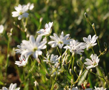 Tayga. Geyik boynuzu çimenlerde yatıyor..