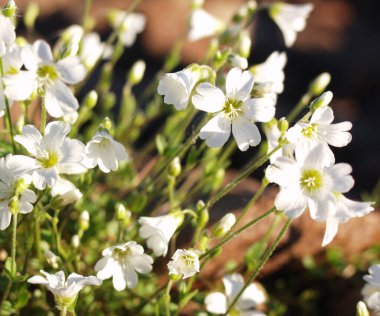 Tayga. Geyik boynuzu çimenlerde yatıyor..