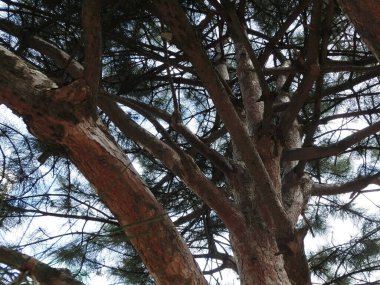 Çam ağacı alt görünümü kapat