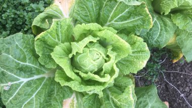 Dışarıda, yataklarda lahana yetiştiriyorlar.