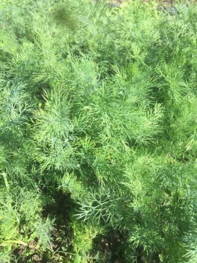 Bir serada salatalık yetiştiriyor.