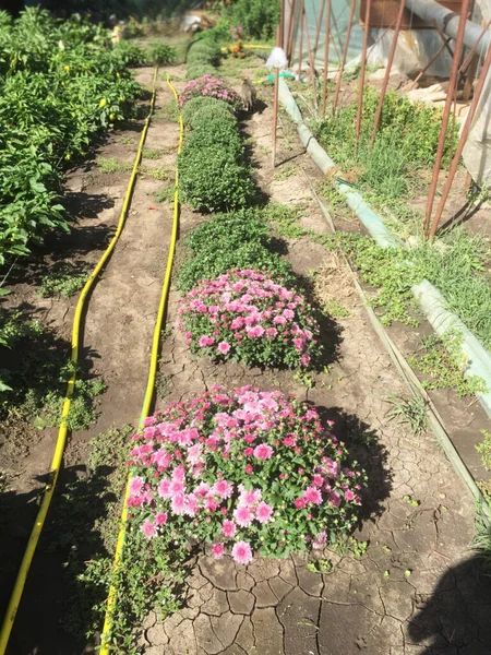 Growing flowers in the yard