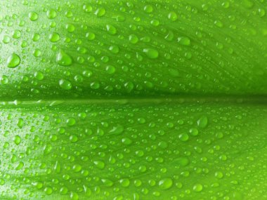 Uzak Doğu zambaklarının yeşil arkaplan yaprağı.