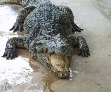 Tayland 'da timsah çiftliği