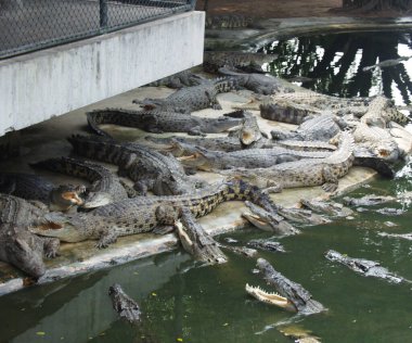 Tayland 'da timsah çiftliği