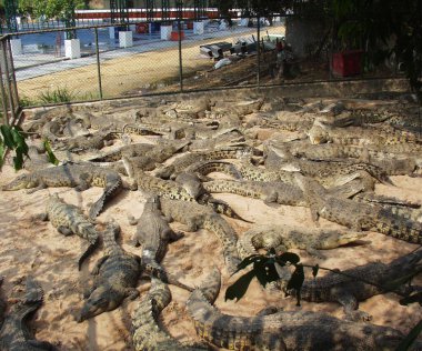 Tayland 'da timsah çiftliği