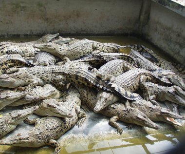 Tayland 'da timsah çiftliği