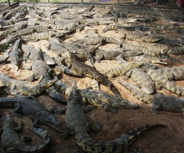 Tayland 'da timsah çiftliği