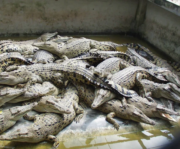 Tayland 'da timsah çiftliği