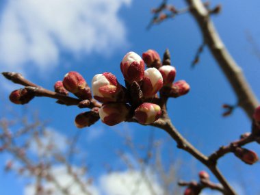 Bahar uyanışı. Ağaçlarda çiçekler açar..