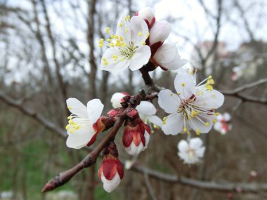 Beyaz Sakura çiçekleri yaklaşın