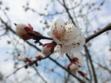 Gökyüzüne karşı çiçek açan Sakura