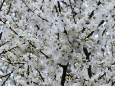 Nisan ayında Sakura 'da çiçek açan beyaz arkaplan