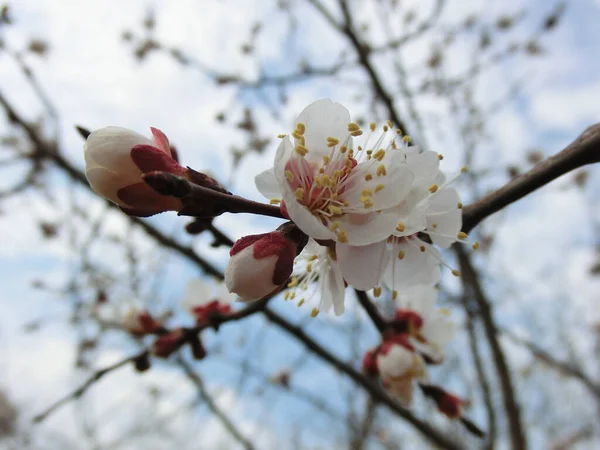 Florescendo Sakura Contra Céu — Fotografia de Stock