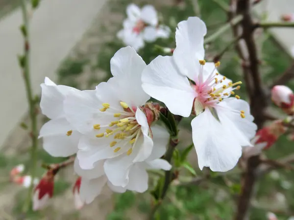 Flores Blancas Sakura Cerca —  Fotos de Stock