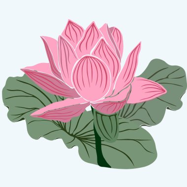 Pink lotus with green leaves on a white background