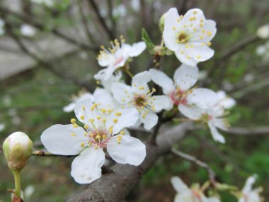 Spring awakening. Blooming trees. Beautiful white flowers close-up.