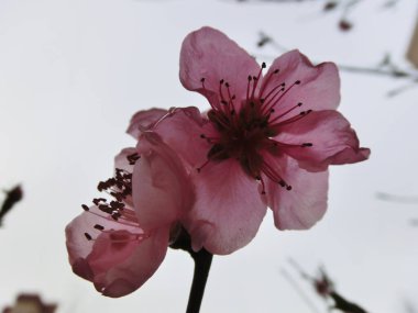 Spring awakening. Blooming Sakura on the background of the cloudy sky.