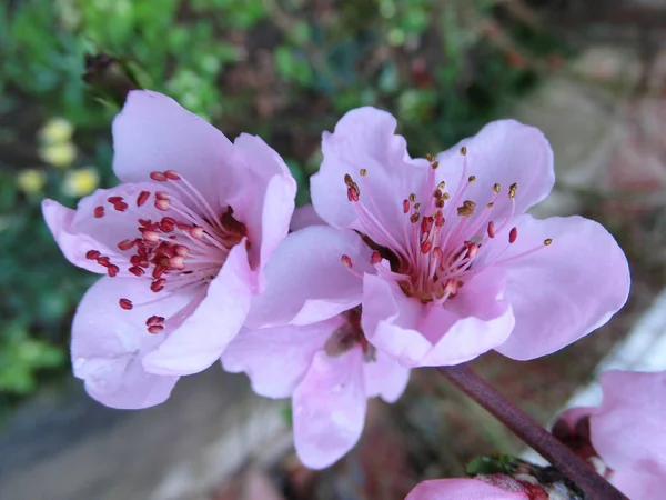 Despertar Primavera Flores Cerezo Flores Rosadas —  Fotos de Stock