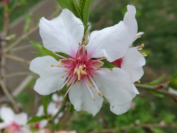 Despertar Primavera Árboles Florecientes Hermosas Flores Blancas Cerca —  Fotos de Stock