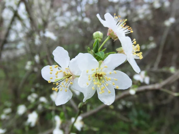 Весеннее Пробуждение Цветущие Деревья Красивые Белые Цветы Крупным Планом — стоковое фото