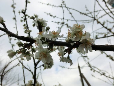 Gökyüzüne karşı çiçek açan Sakura