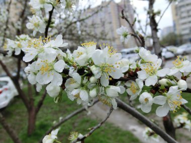 Bahar ağaçları. Beyaz çiçekler.