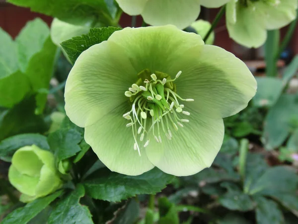 Floración Primavera Flor Verde Grande —  Fotos de Stock