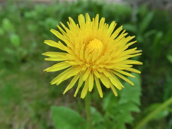 Yellow Sun Dandelions Background Green Foliage — Stock Photo, Image