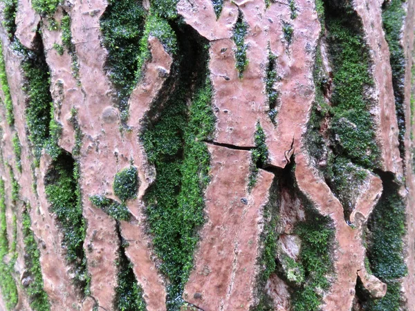 針葉樹のぬれた樹皮の質感 樹皮は緑色の苔で覆われています — ストック写真