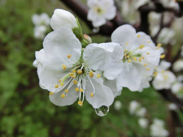 Árboles Florecientes Primavera Flores Blancas —  Fotos de Stock