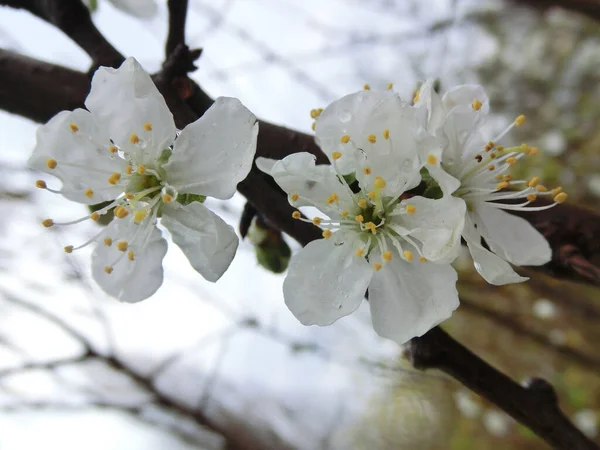 Árboles Florecientes Primavera Flores Blancas —  Fotos de Stock