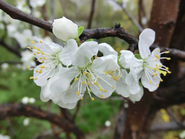 Frühlingsblühende Bäume Weiße Blüten — Stockfoto