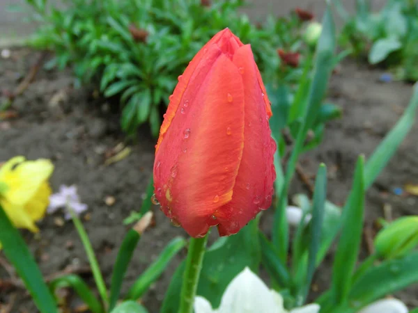 Massatint Van Tulpen Rode Tulpen Groene Achtergrond Van Gebladerte — Stockfoto