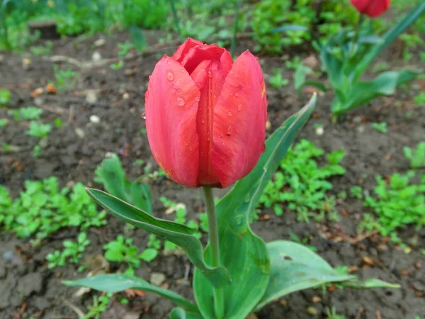 Massive Tulpenfärbung Rote Tulpen Auf Dem Grünen Hintergrund Des Laubes — Stockfoto