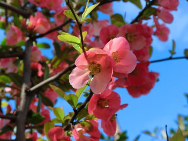 Japon elma ağacının güzel kırmızı çiçekleri mavi gökyüzüne karşı.