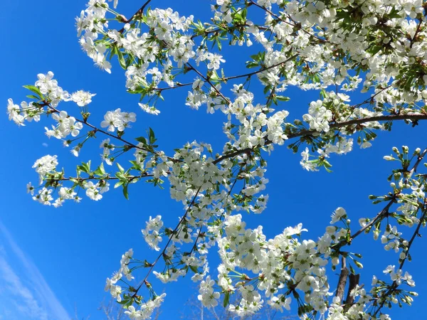 Cheira Primavera Flores Brancas Uma Macieira Florescente — Fotografia de Stock